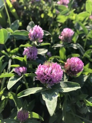 Trifolium pratense
