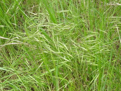 Bromus rigidus