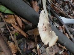 Fungi