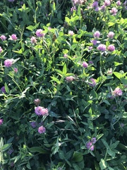 Trifolium pratense