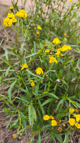 Madagascar Ragwort