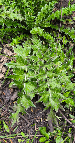 Broad-winged Thistle