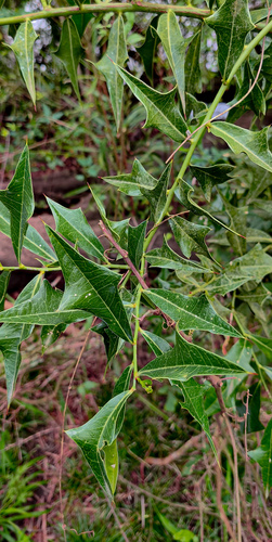 Jodina rhombifolia