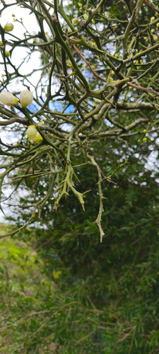 trifoliate orange