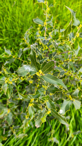 Maytenus ilicifolia