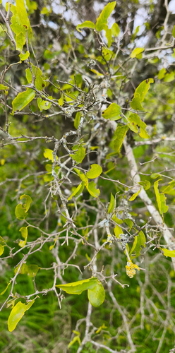 Desert Hackberry