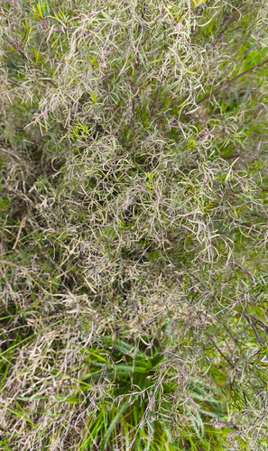 Acanthostyles buniifolius