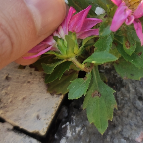 Callistephus chinensis