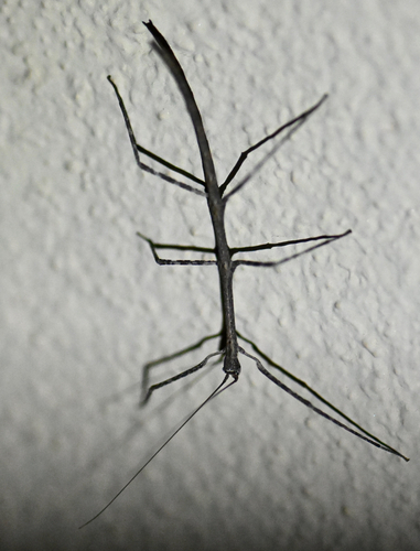 Gray Walkingstick