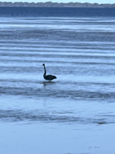 iNaturalist: (c) peterbc, some rights reserved (CC BY-NC) iNaturalist image