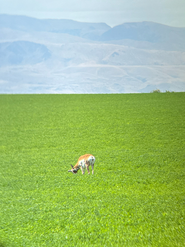 Pronghorn