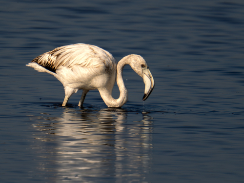 iNaturalist image