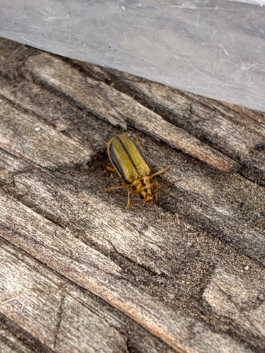 Elm Leaf Beetle
