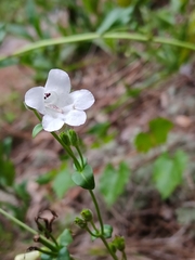 Penstemon multiflorus