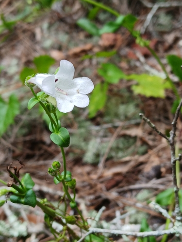 Penstemon multiflorus, photograph 2