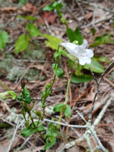 Penstemon multiflorus, photograph 3