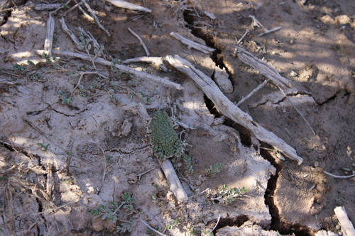 Sapo verde