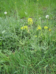 Sisymbrium loeselii