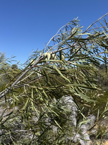 Xylomelum angustifolium observed 2026-09-09
