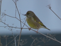 Chloris chloris
