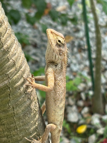 Thai Garden Lizard