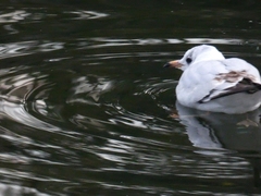 Chroicocephalus ridibundus