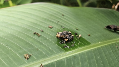 Grey-brown pug-snouted frog