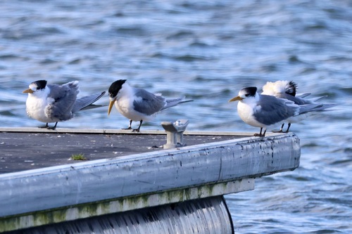 iNaturalist: (c) Irene Proebsting, some rights reserved (CC BY-NC), uploaded by Irene Proebsting iNaturalist image