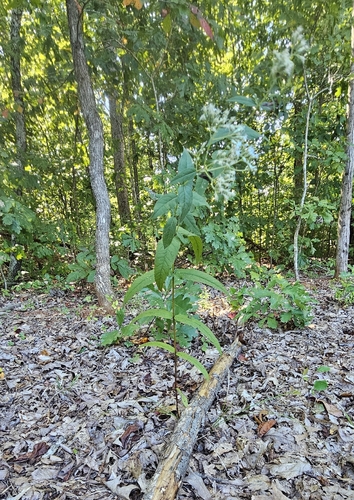 Eupatorium sessilifolium