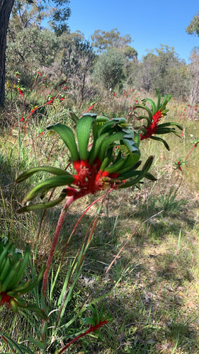 Anigozanthos manglesii, photograph 6