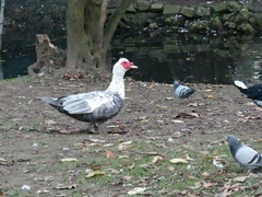 Cairina moschata domestica