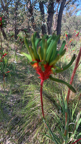 Anigozanthos manglesii, photograph 5