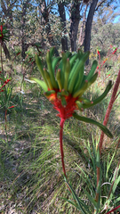 Anigozanthos manglesii, photograph (c) Millie Brady, some rights reserved (CC BY)