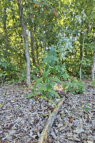 Eupatorium sessilifolium, photograph 2