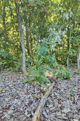 Eupatorium sessilifolium, photograph author not stated, no rights reserved