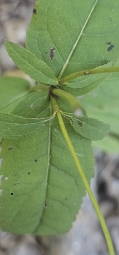 Eupatorium sessilifolium, photograph 3