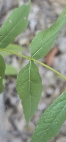 Eupatorium sessilifolium, photograph 5