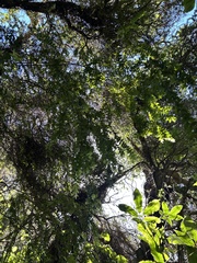 Metrosideros colensoi, photograph (c) Tia McNicholl, some rights reserved (CC BY)