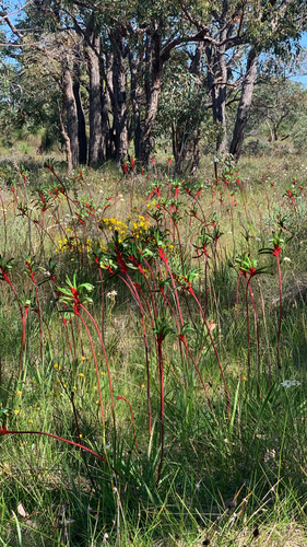 Anigozanthos manglesii, photograph 4