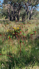 Anigozanthos manglesii, photograph (c) Millie Brady, some rights reserved (CC BY)