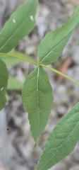 Eupatorium sessilifolium, photograph author not stated, no rights reserved