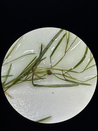 Potamogeton berchtoldii, 2026-09-07