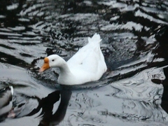 Anser cygnoides domesticus