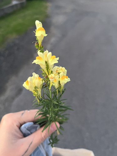 common toadflax