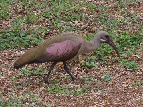 iNaturalist image