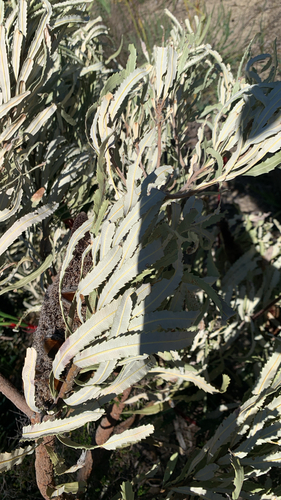 Banksia attenuata, photograph 4
