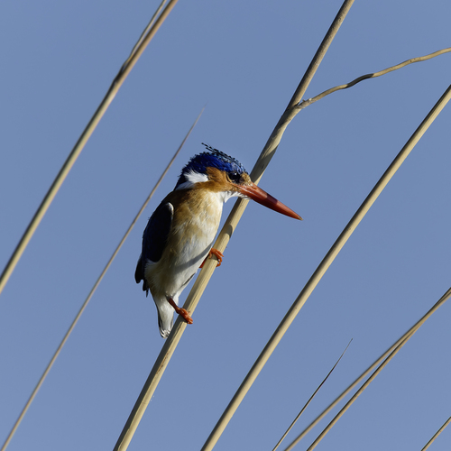iNaturalist image