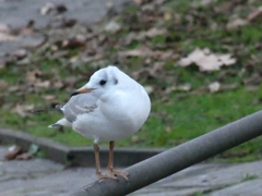 Chroicocephalus ridibundus