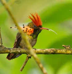 Tufted Coquette photo 4