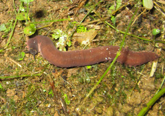 Macroperipatus torquatus